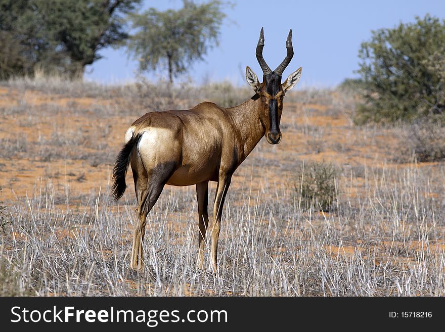 Red hartebeest in the Kgalagadi Transfrontier National Park in South Africa and Botswana