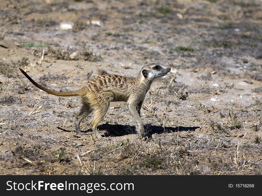 The meerkat or suricate (Suricata suricatta) is a small mammal and a member of the mongoose family. It inhabits all parts of the Kalahari Desert in Botswana and South Africa.