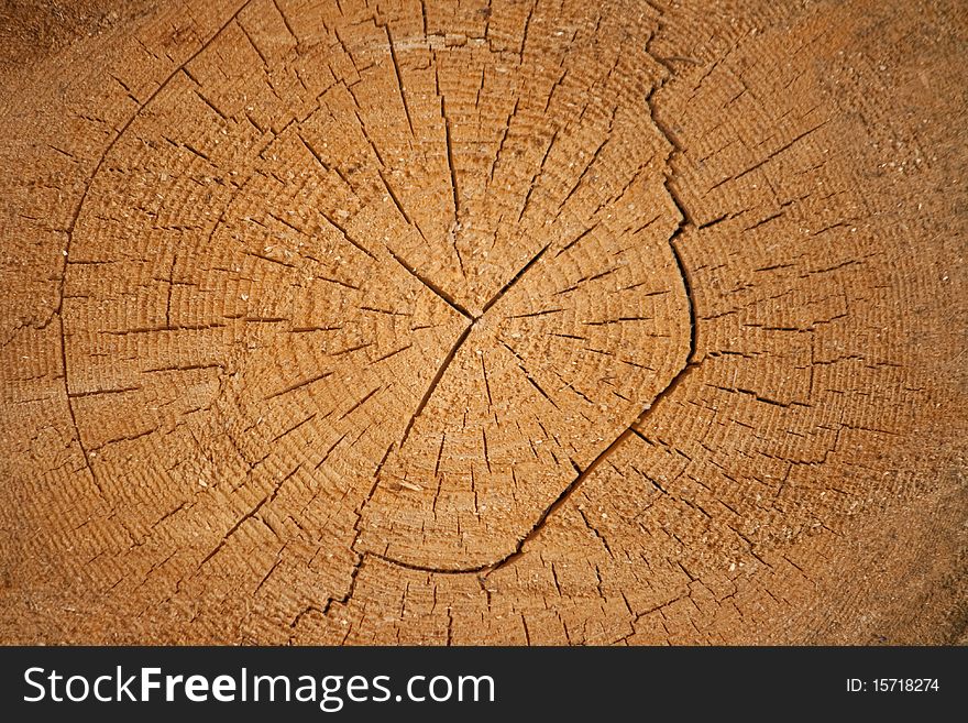 A Log Of Pine