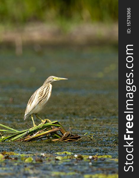 Silky Heron on Reed Leaves