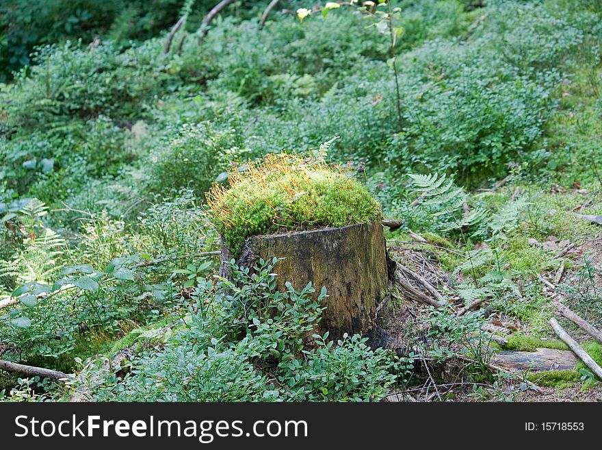 Stump Covered With Moss