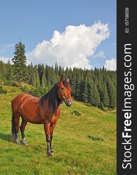 A horse on a hillside in a summer landscape under the dark blue sky. A horse on a hillside in a summer landscape under the dark blue sky.