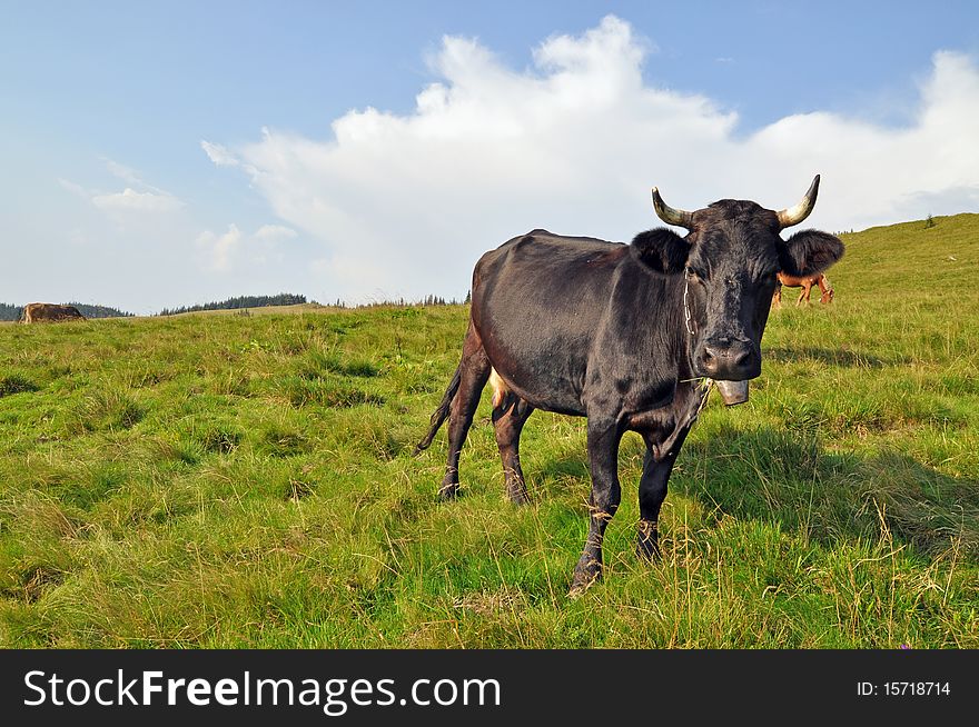 Cow  on a hillside in a bright summer landscape we will blue the sky. Cow  on a hillside in a bright summer landscape we will blue the sky.