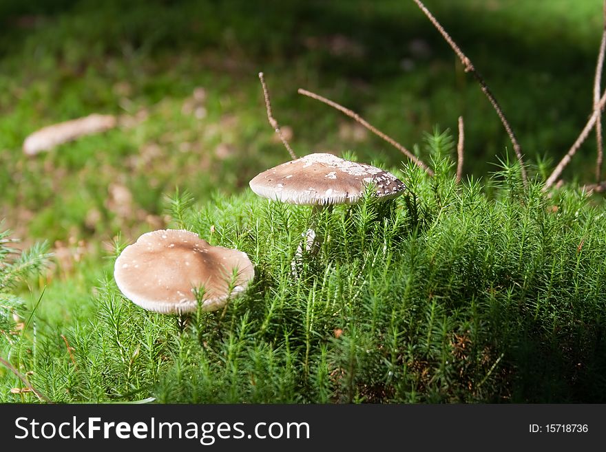 Mushrooms grow on the green moss in a pine forest