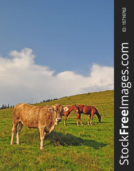 A cow and horses on a hillside in a summer landscape under the dark blue sky