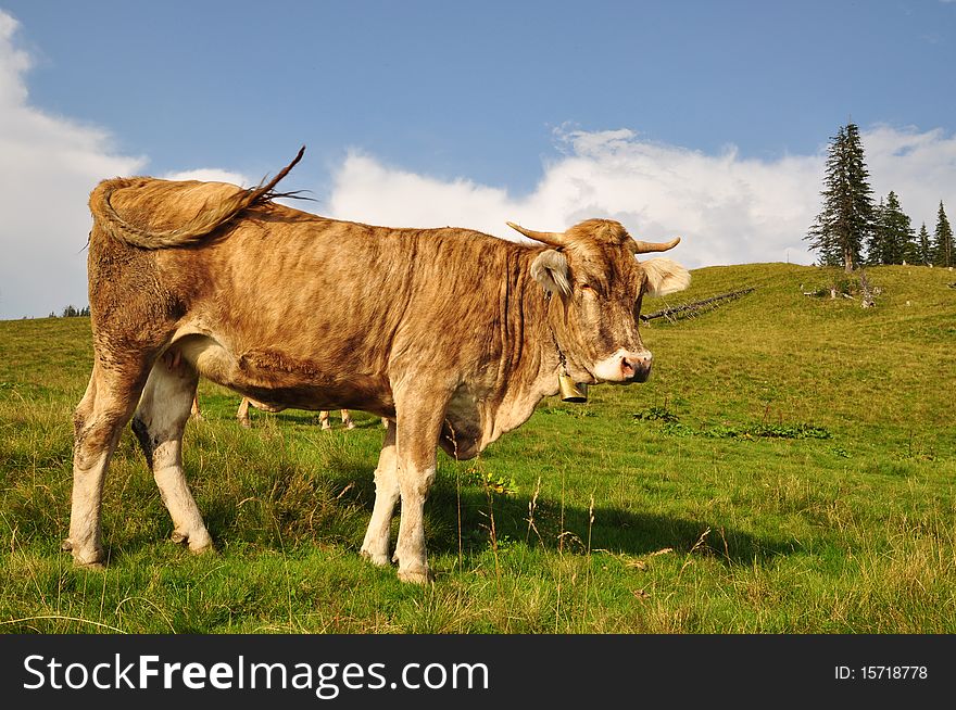 Cow on a hillside.