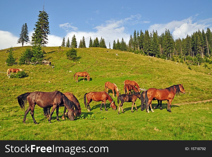 Horses on a hillside in a summer landscape under the dark blue sky.