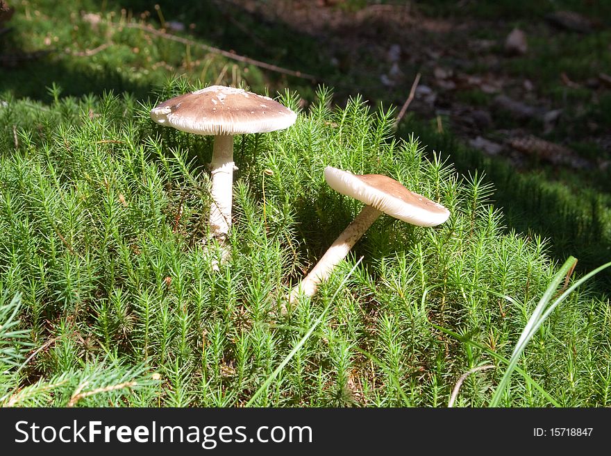 Mushrooms grow on moss