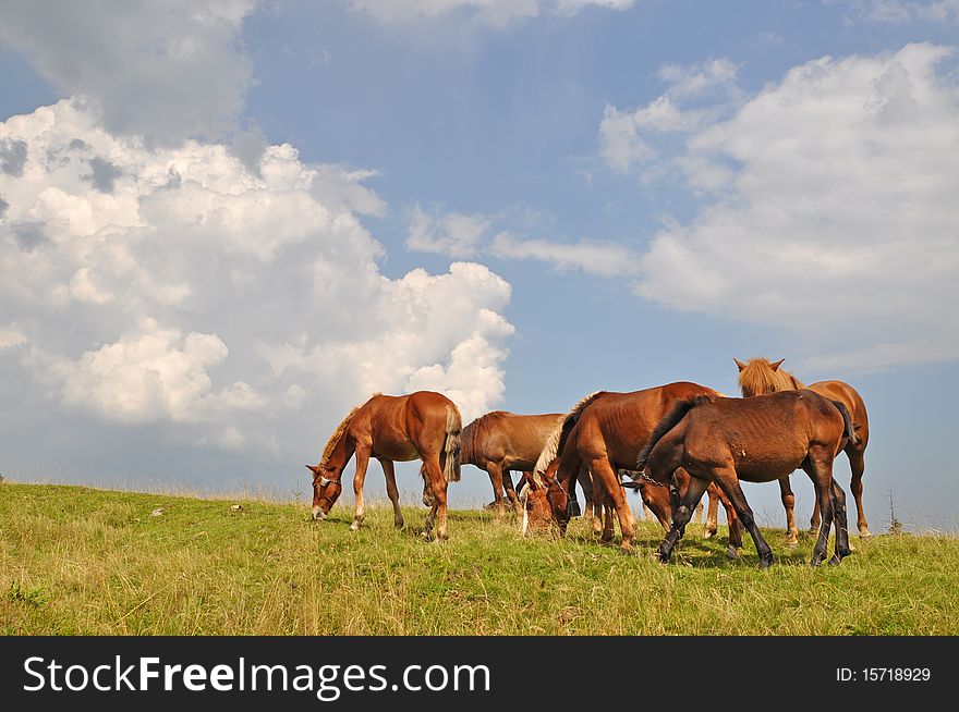 Horses on a hillside in a summer landscape under the dark blue sky. Horses on a hillside in a summer landscape under the dark blue sky