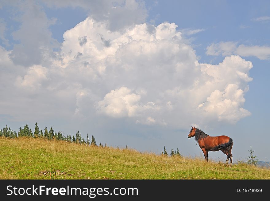 Horse on a hillside in a summer landscape under the dark blue sky. Horse on a hillside in a summer landscape under the dark blue sky