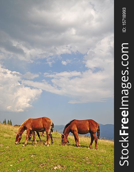 Horses on a hillside in a summer landscape under the dark blue sky. Horses on a hillside in a summer landscape under the dark blue sky