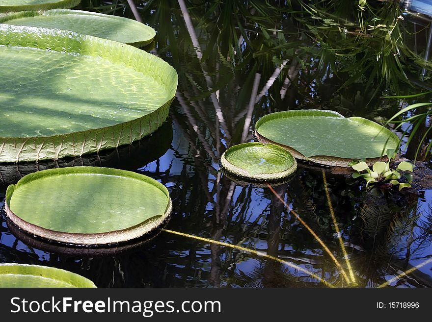 Victoria Amazonica Leaves On Water