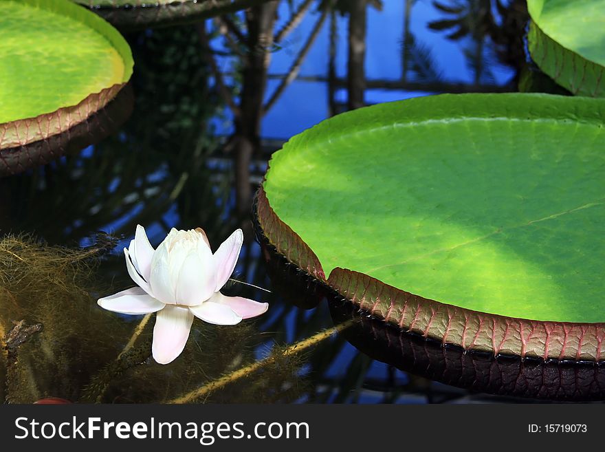Victoria Amazonica with white flower