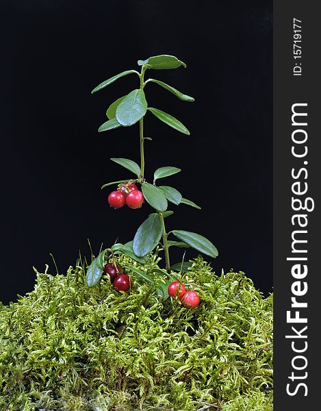 Cow-berry in dark background, closeup summer berry