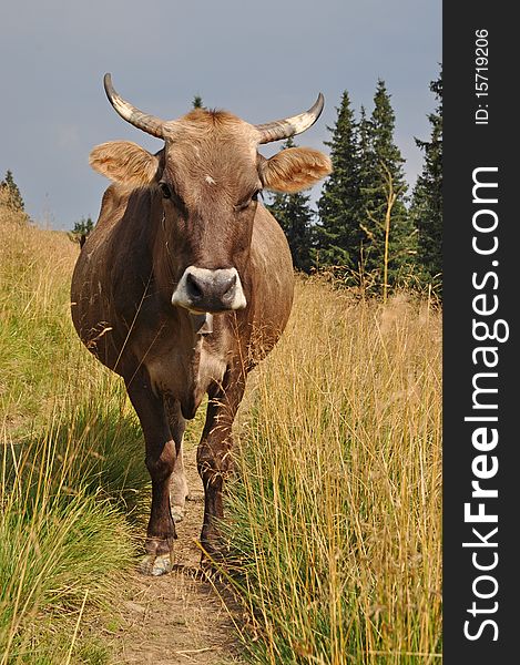 A cow on a track close up in a summer landscape on a hillside. A cow on a track close up in a summer landscape on a hillside.