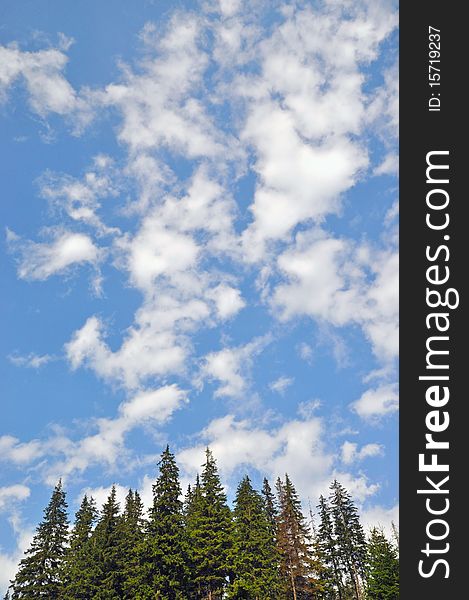 Fur-trees under the huge sky in a summer landscape with white clouds. Fur-trees under the huge sky in a summer landscape with white clouds.