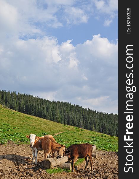 Cows at a feeding trough with salt in a summer landscape on a hillside. Cows at a feeding trough with salt in a summer landscape on a hillside.