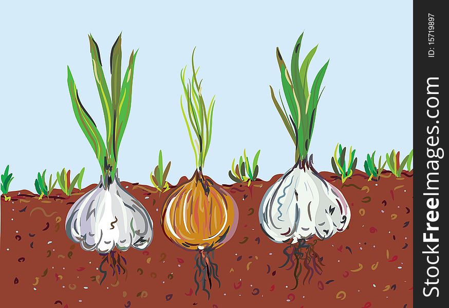 Garlic and onion in the soil