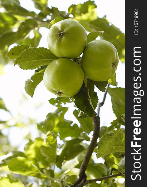 Three green apple on the twig in the garden