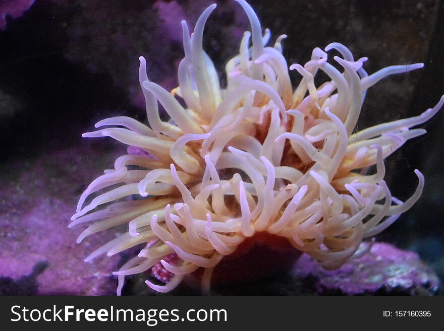 A Sea Anemone in the Water