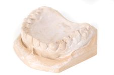 Gypsum Teeth Model Royalty Free Stock Images