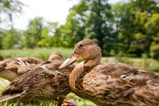 Cute Ducklings Stock Photos Cute Ducklings Stock Photos