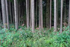 The Wood, Blossoming Glade, Stock Photos The Wood, Blossoming Glade, Stock Photos