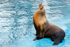 Sea Lion (Otarriinae) Sunbathing Royalty Free Stock Photo