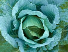 Cabbage Royalty Free Stock Image
