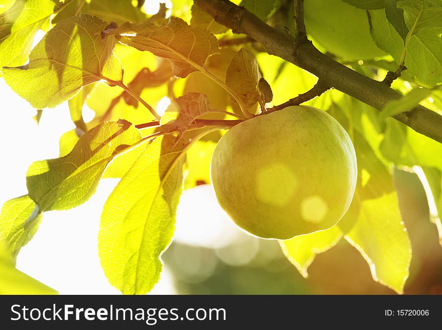 Apple on branch in the autumn