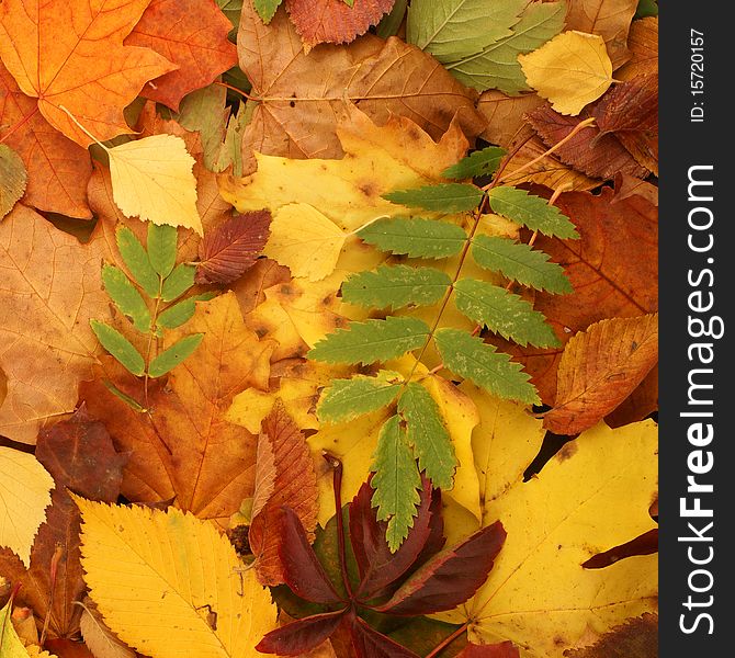 A colorful image of fallen autumn leaves