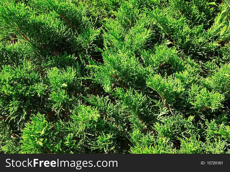 Juicy Green Branches