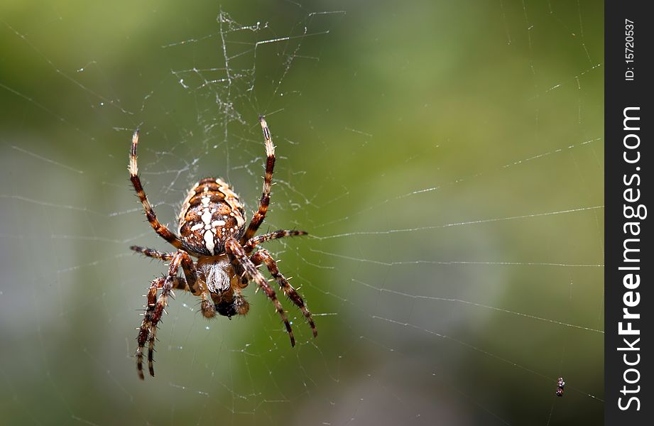 European garden spider with green background
