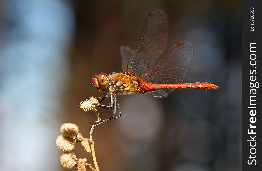 A red dragonfly at rest - Sympetrum vulgatum