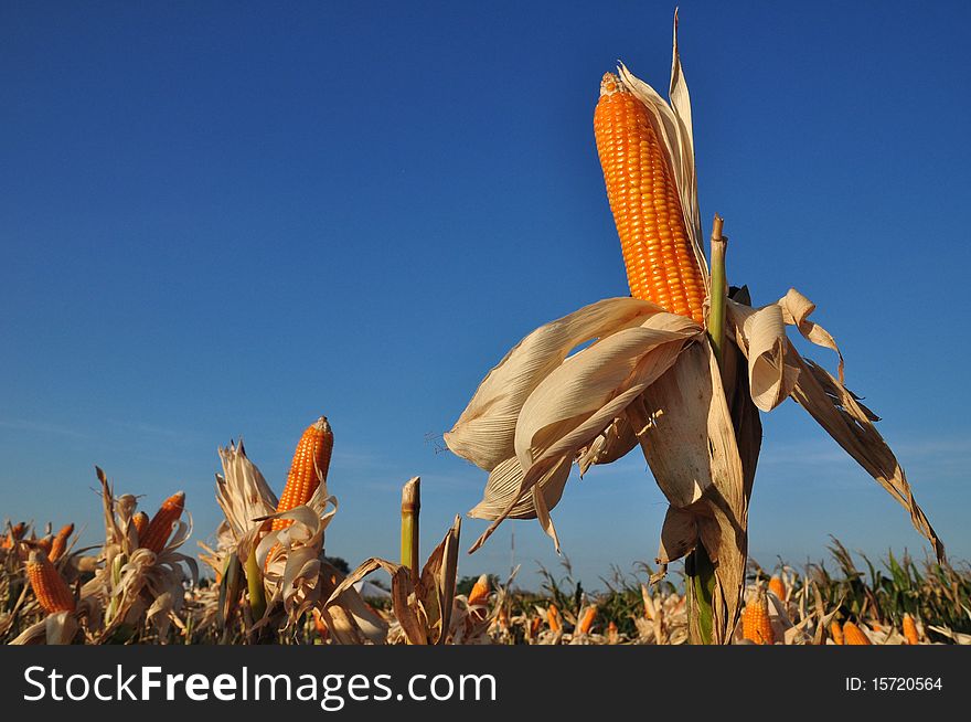 Yellow corn in summer Thailand