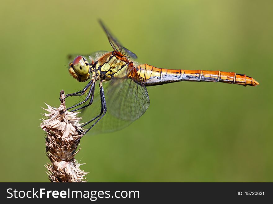 Yellow dragonfly on the tip of a leaf