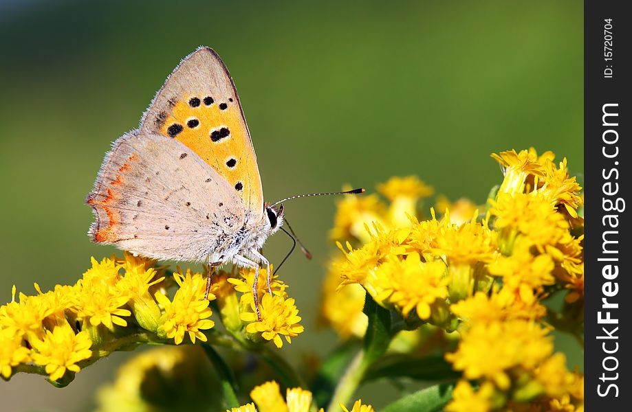 Butterfly - Lycaena Phlaeas