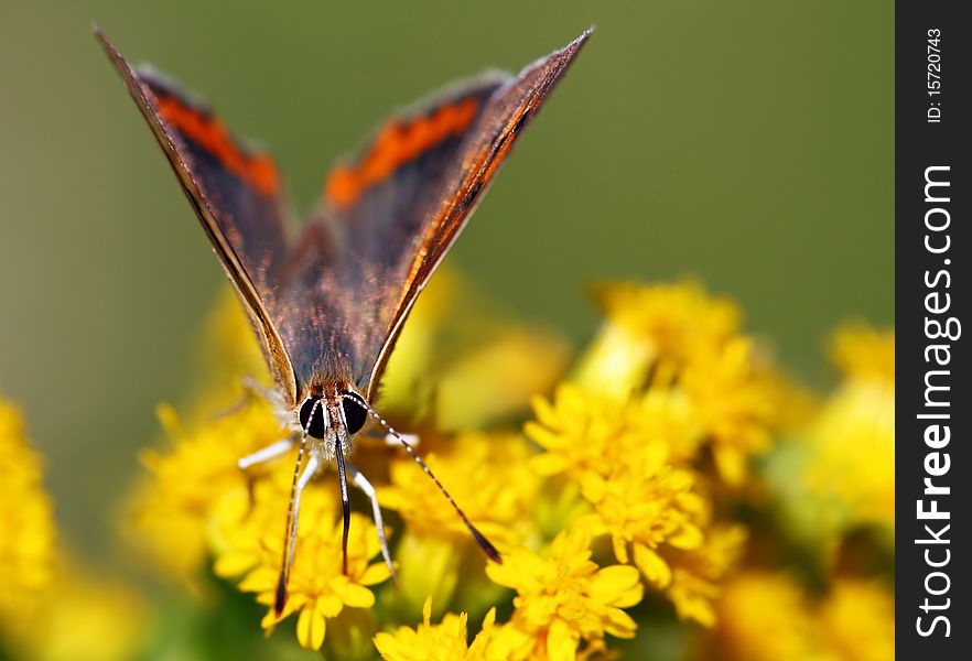 Nice Butterfly on yellow plant