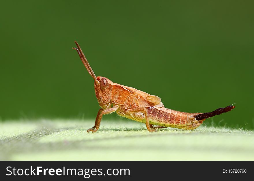 A nice bug Chorthippus montanus