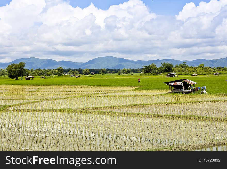 Rice farm landscap