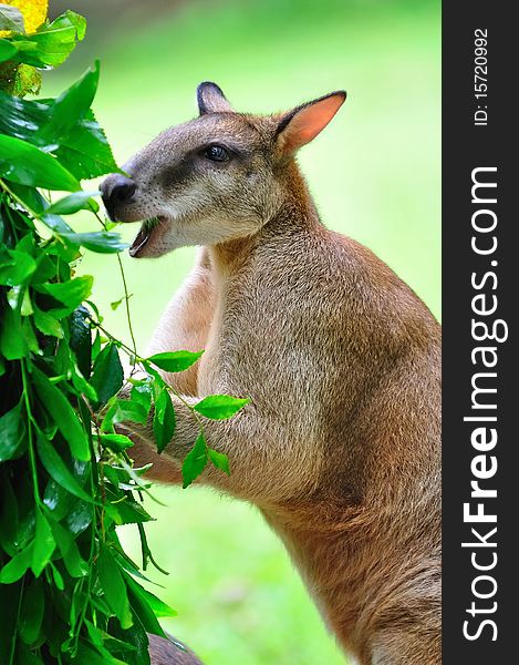 Young red kangaroo eating leaves. Young red kangaroo eating leaves