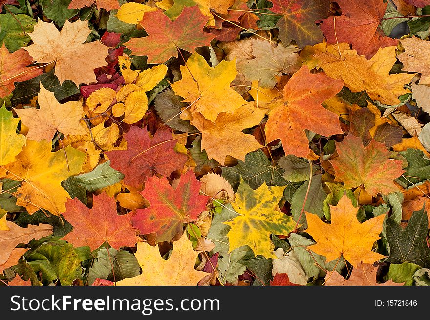 A colorful background image of different fallen autumn leaves. A colorful background image of different fallen autumn leaves.