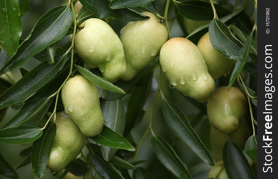 Zao, a kind of very delicious of fruit, is to grow on the tree.