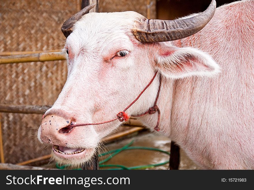 Portrait of white water buffalo. Portrait of white water buffalo