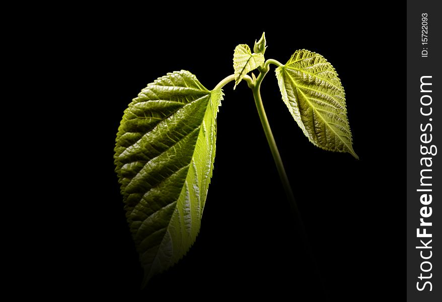 The leaf of the black background, bright irradiation. The leaf of the black background, bright irradiation.