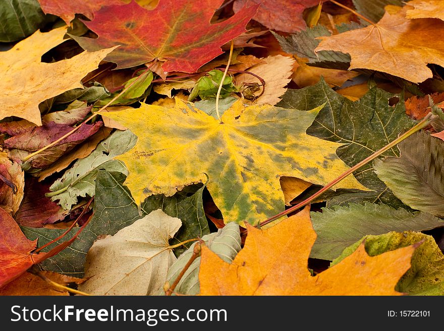Background image of different fallen autumn leaves. Perfect to use as a texture. Background image of different fallen autumn leaves. Perfect to use as a texture.