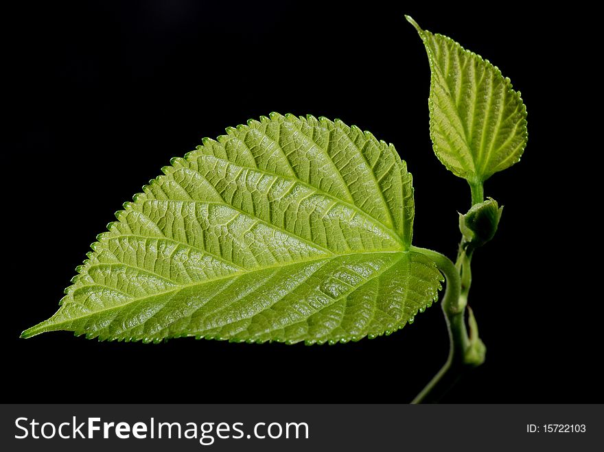 The leaf of the black background, bright irradiation. The leaf of the black background, bright irradiation.
