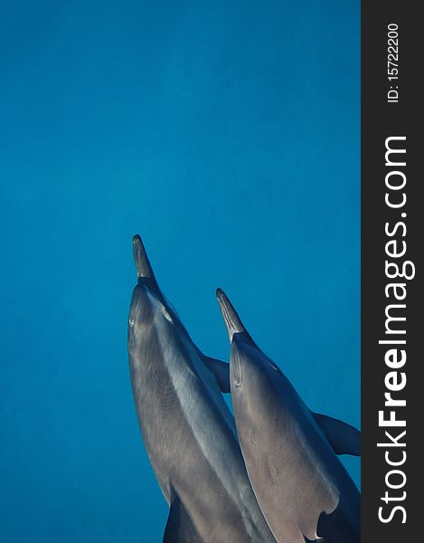 A pair of spinner dolphins joins a diving trip to Molokini. A pair of spinner dolphins joins a diving trip to Molokini.