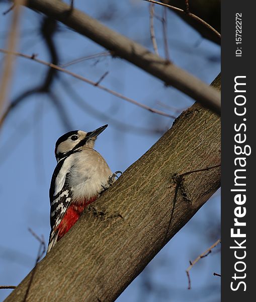 Woodpecker close-up - taken in Winter at a park