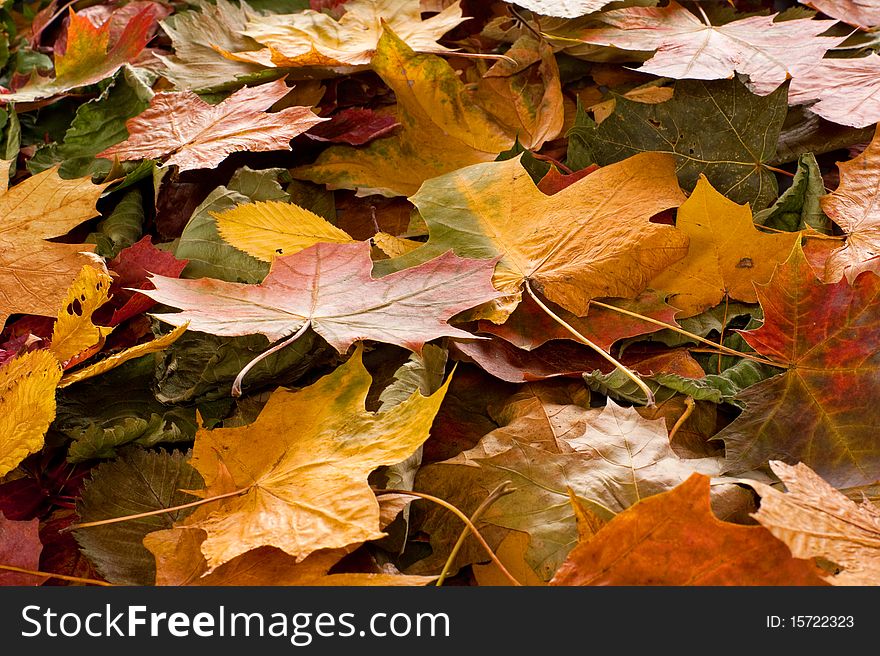 A Colorful Image Of Fallen Autumn Leaves